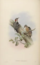 Dendrocopos canicapillus semicoronatus